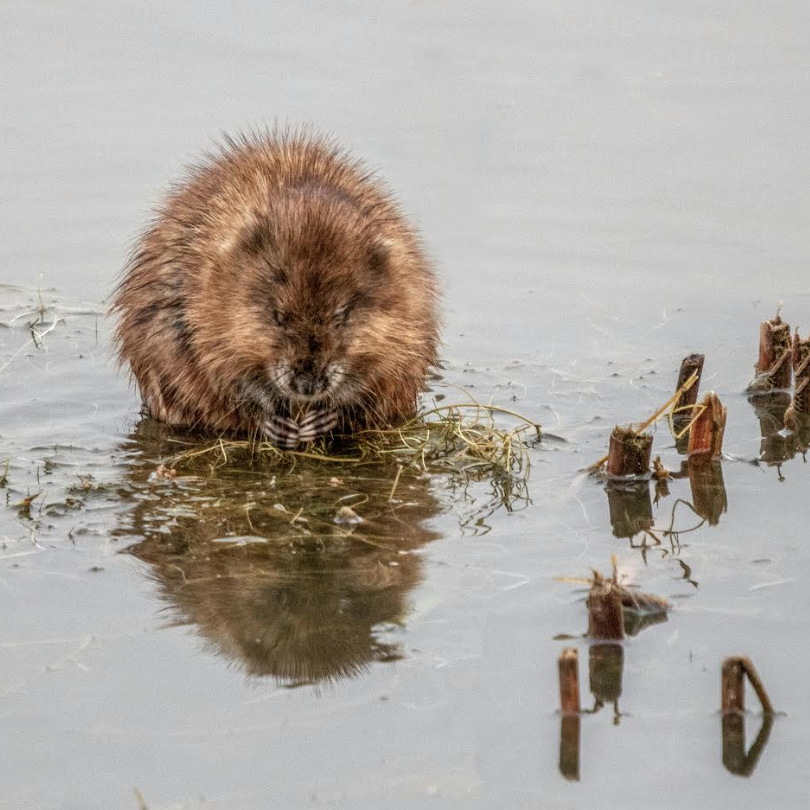 Endangered Water Voles Spotted in Sheffield
