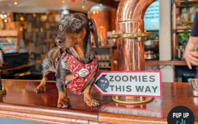 Pup- up cafe has yet again aced an event in Sheffield this weekend
