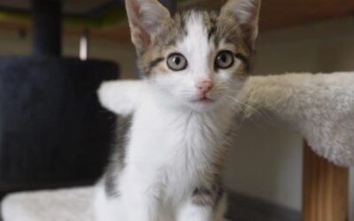 WATCH: Street party plans for Sheffield Cats Shelter 129th birthday