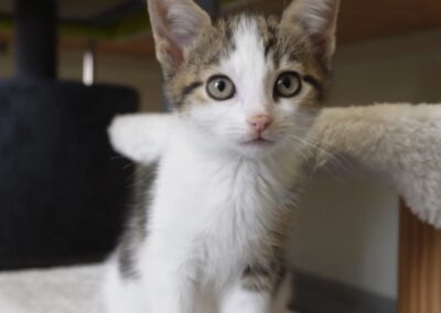 WATCH: Street party plans for Sheffield Cats Shelter 129th birthday