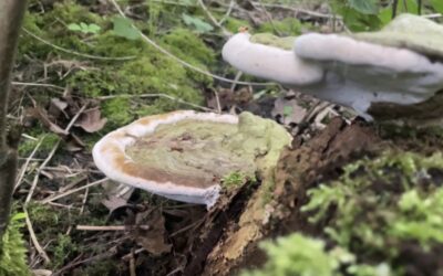 WATCH: Foragers prepare for National Mushroom Hunting Day