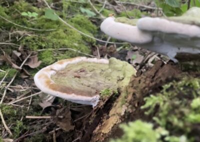 WATCH: Foragers prepare for National Mushroom Hunting Day