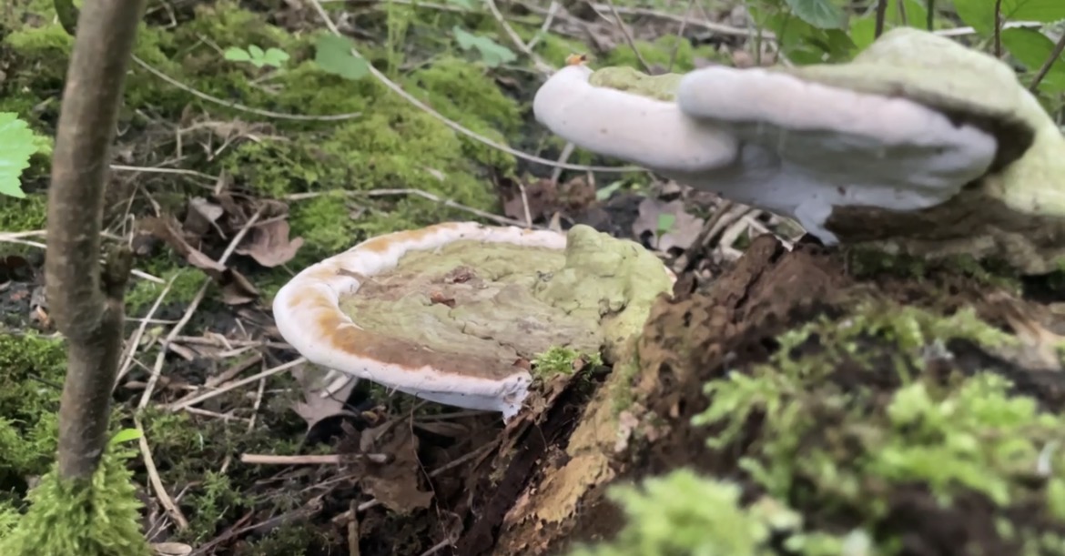 WATCH: Foragers prepare for National Mushroom Hunting Day