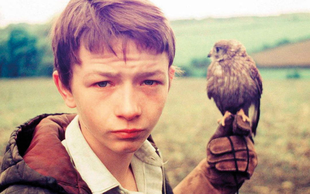 Young boy holding a kestrel